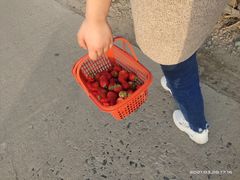 -喜杨洋草莓采摘园