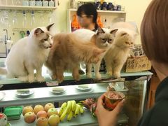 -猫色咖啡·猫咖