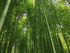 -黄海国家森林公园