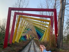 -合肥滨湖国家森林公园