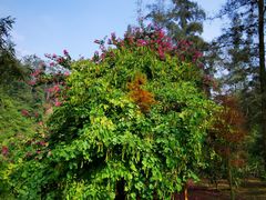 -南宁良凤江国家森林公园