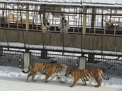 -横道河子东北虎林园