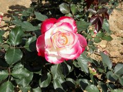 -松山湖梦幻百花洲
