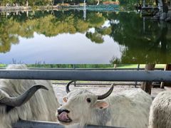 -长白岛森林公园