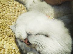 -甜品星球