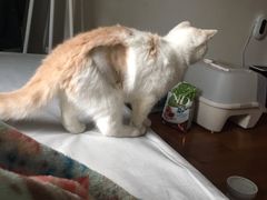 -创凡宠物医院·骨专科  猫科中心(西乡分院)