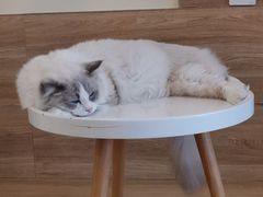 -滚猫咖啡·猫咖·猫友好撸猫(未来城店)