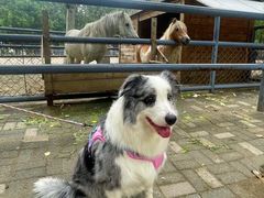 -长白岛森林公园