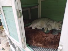 -喵屿·大理花园猫咖