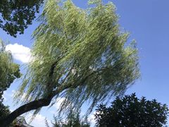 -西湖外事游船(花港观鱼码头)