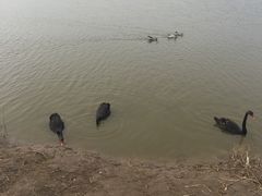 -南大港湿地风景区