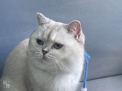 -鼓捣猫呢主题猫咖店