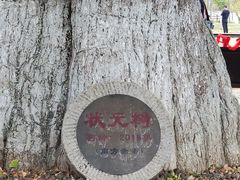 -千年银杏谷文化旅游区