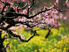 -南汇桃花村