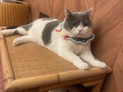 -MOCHA明星猫咖(田子坊店)
