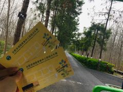 -合肥滨湖国家森林公园