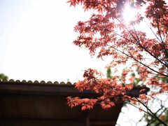 -秀丽东方
