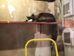 -猫咪博物馆(顶澳仔猫街店)