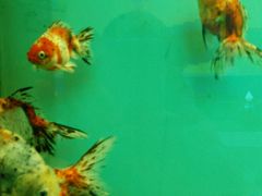 -北戴河圣蓝海洋公园