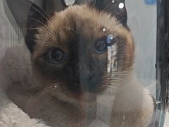 -纳吉亚猫专科动物医院·北北分院