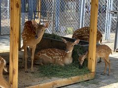 -长白岛森林公园