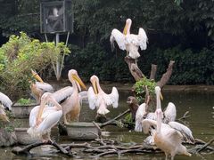 -广州长隆飞鸟乐园