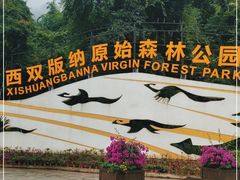 -西双版纳原始森林公园