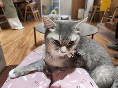 -MOCHA明星猫咖(田子坊店)