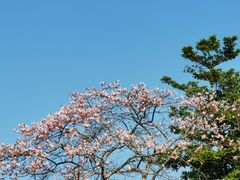 -风云岭森林公园