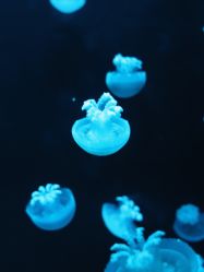 -Zoolung Zoolung动物主题公园(海信广场店)