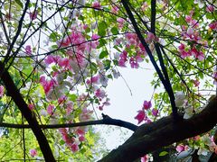 -深圳国际园林花卉博览园