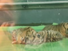 -栾川竹海野生动物园