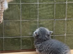 -帕帕拉兹宠物(亚洲旗舰店)