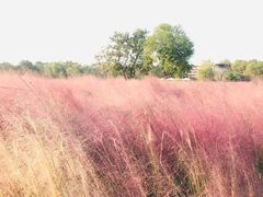 -艾溪湖湿地公园