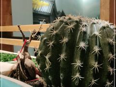 -付掌柜在成都·热炒砂锅集(金禾店)