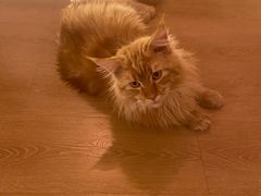 -猫腻·猫咖·撸猫馆(星光大道店)