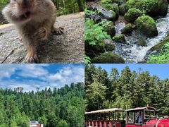 -五营红松林海景区