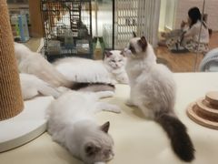 -momokira米努特·德文卷毛猫·棉花面纱犬
