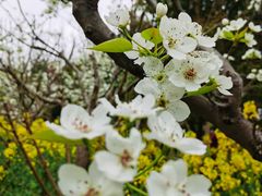 -南汇桃花村