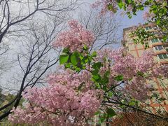 -海棠花溪(元大都城垣遗址公园)