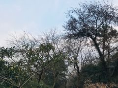 -雨花胜境