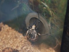 -上海大自然野生昆虫馆(东方明珠·爬宠昆虫探索中心)