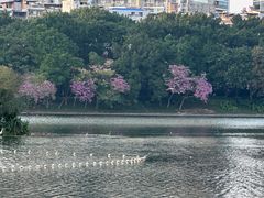 -南宁南湖公园
