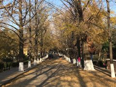 -八大关景区