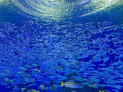 -海合安武汉极地海洋公园