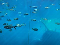 -瑞德姆美人鱼海底演艺主题餐厅(亚龙湾店)