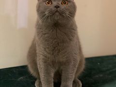 -猫大福·Fortune Cat猫舍(百子湾店)