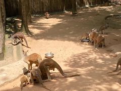 -深圳野生动物园