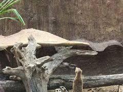 -清迈夜间动物园