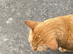 -Kha Mu Charoensang(Silom)